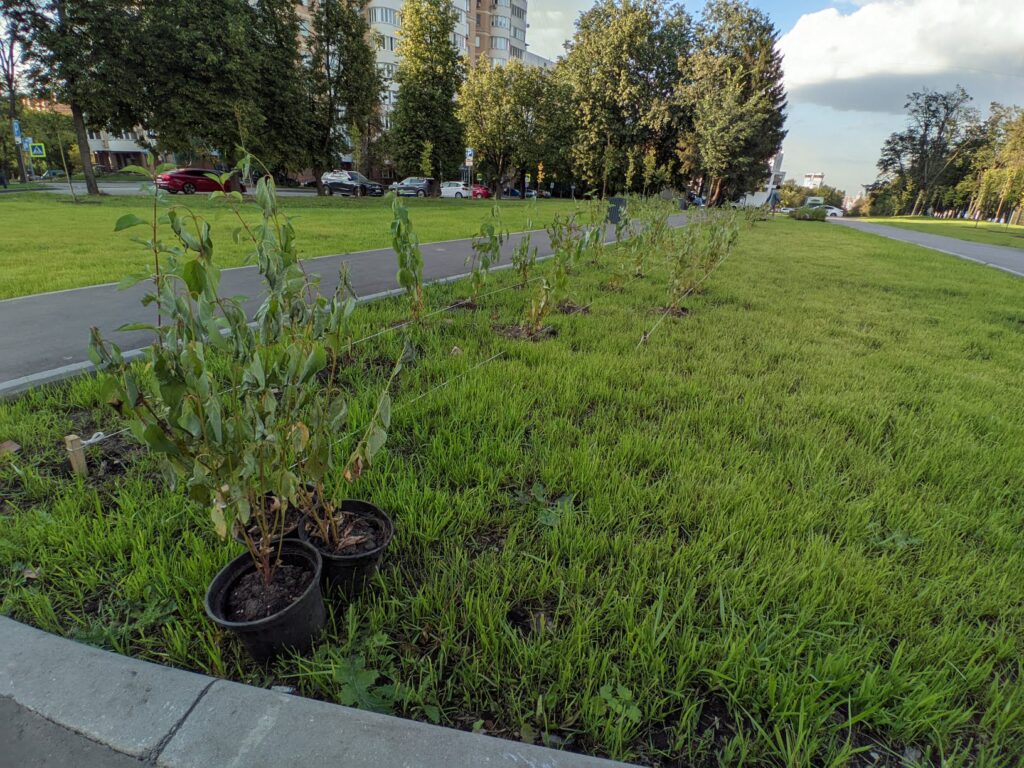 Высадка деревьев на перекрёстке генерала Антонова и Профсоюзной