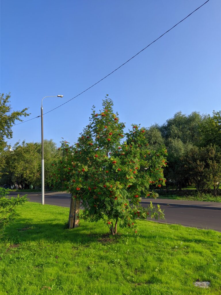 Рябина в августе, Коньково